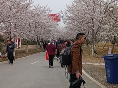 -天王浮山樱花园
