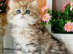 -小猫来了·猫舍(红山六九七九店)