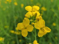 -光明小镇欢乐田园