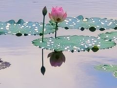 -映月湖公园