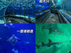 -上海海洋水族馆