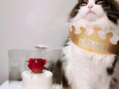 -橙呦·私人定制生日蛋糕