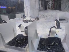 -芜湖新华联大白鲸海洋公园