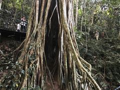 -中国科学院西双版纳热带植物园