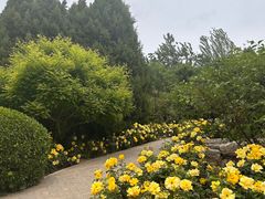 -大望京公园