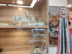 -猫十亿·布偶金渐层·曼基康矮脚猫舍(青年路店)