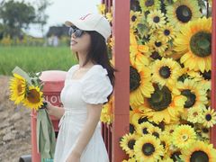 -杭州湾海上花田景区