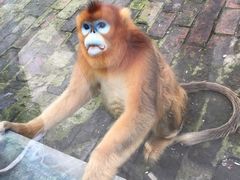 -西安秦岭野生动物园