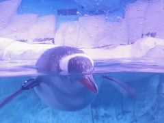 -暹罗海洋世界