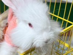 -怪兽屋·羊驼·猫咖·狗咖(俊华广场店)