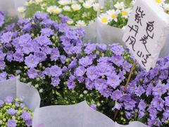 -三圣花乡旅游区