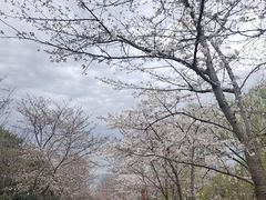 -顾村公园