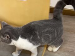 -柴迷FANS CLUB·柴犬狗咖·猫咖
