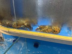 -黑木原精致料理·铁板烧