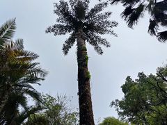 -中国科学院西双版纳热带植物园
