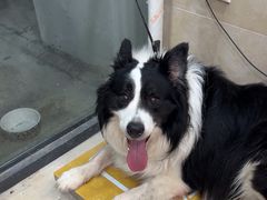 -艾贝尔宠物医院·狂犬免疫点(江山金象城店)