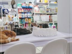 -喵的天空名猫咖啡馆·撸猫·猫舍·用品