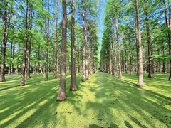 -渌洋湖湿地公园
