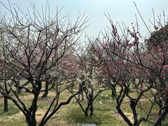 -无锡梅园公园