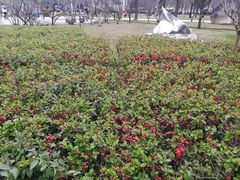 -唐城墙遗址公园