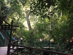 -西双版纳原始森林公园