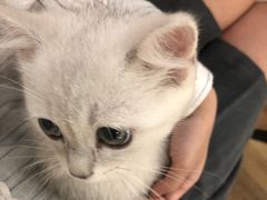 -袖虎·猫馆(体育西路店)