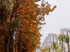 -大望京公园