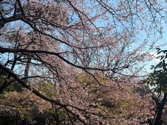 -井之头恩赐公园