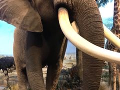 -陕西自然博物馆