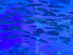 -成都浩海立方海洋公园