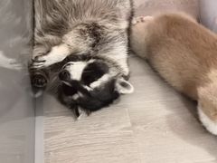 -浣熊柯尔鸭土拨鼠·电玩咖
