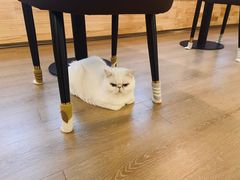-猫腻·猫咖·撸猫馆(星光大道店)