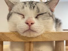 -有喵·猫咖·狗咖·30几只猫10只小狗(岗厦店)