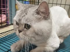 -瑞鹏宠物医院·骨科·猫科·内科(第一中心)