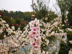 -杭州植物园