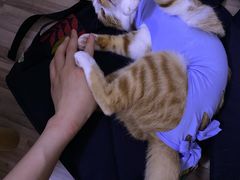 -伟伟宠物医院·CT影像中心·瑞派犬猫综合性门诊(汉口总院)