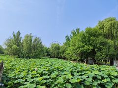 -西安浐灞国家湿地公园