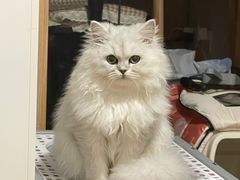 -猫大福·Fortune Cat猫舍(百子湾店)