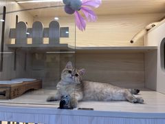 -柚子猫舍·精品猫舍购猫·猫咪认养·购宠·宠物店