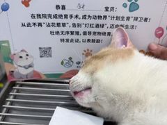 -守诺宠物医院·眼科· 特色牙科·异宠专科(虹口店)