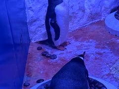 -暹罗海洋世界