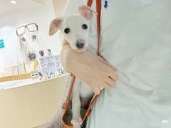 -美联众合动物医院·24h转诊中心