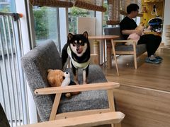 -南京Hallo宠物乐园·哈罗犬舍·柴犬繁育基地