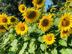 -朝阳公园游乐园