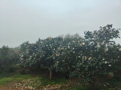 -艾溪湖湿地公园