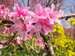 -南汇桃花村