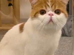-袖虎·猫馆(体育西路店)