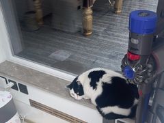 -乖乖宠物医院·猫科·骨科·24小时(云岗分院)