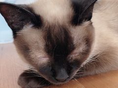-猫小院猫主题咖啡厅(北锣店)