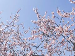 -桃花堤公园